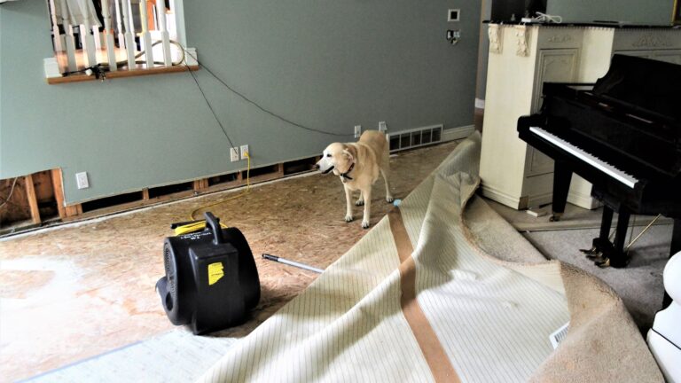 Picture of a happy dog next to water damage restoration equipment.