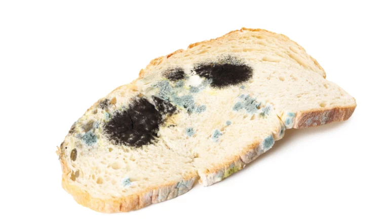 Mold on bread, Remediation neeeded.